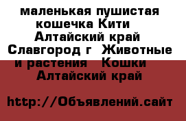 маленькая пушистая кошечка Кити  - Алтайский край, Славгород г. Животные и растения » Кошки   . Алтайский край